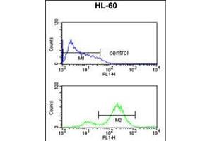 Flow cytometric analysis of HL-60 cells (bottom histogram) compared to a negative control cell (top histogram). (EIF4E anticorps)