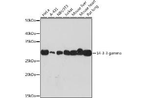 Western blot analysis of extracts of various cell lines, using 14-3-3 gamma Rabbit mAb (ABIN7265311) at 1:1000 dilution. (14-3-3 gamma anticorps)