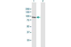 Western Blot analysis of EIF4B expression in transfected 293T cell line by EIF4B MaxPab polyclonal antibody. (EIF4B anticorps  (AA 1-611))