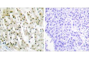 Peptide - + (HNRNPA1 anticorps)