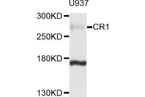 Western blot analysis of extracts of U-937 cells, using CR1 antibody (ABIN4903370) at 1:1000 dilution. (CD35 anticorps)