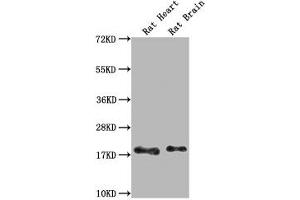 Western Blot Positive WB detected in: Rat Heart tissue, Rat Brain tissue All lanes: Fgf2 antibody at 1:1000 Secondary Goat polyclonal to rabbit IgG at 1/50000 dilution Predicted band size: 18 kDa Observed band size: 18 kDa (FGF2 anticorps  (AA 10-154))