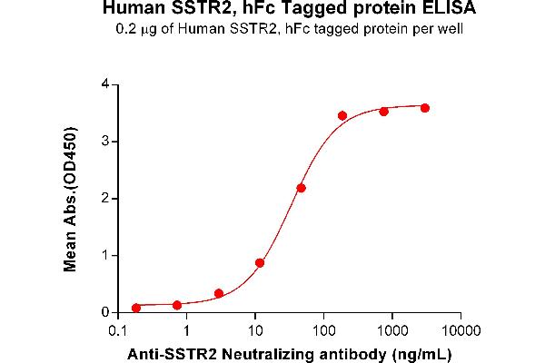 SSTR2 Protein (AA 1-43) (Fc Tag)