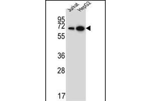 WDR43 Antibody (C-term) (ABIN651679 and ABIN2840356) western blot analysis in Jurkat,HepG2 cell line lysates (35 μg/lane). (WDR43 anticorps  (C-Term))