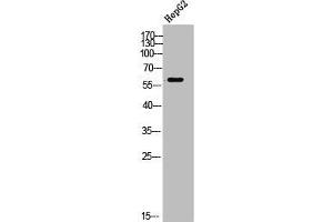 Western Blot analysis of HepG2 cells using TdT Polyclonal Antibody (TdT anticorps  (Internal Region))