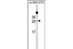 RAB39B Antibody (N-term) (ABIN1538967 and ABIN2849340) western blot analysis in mouse NIH-3T3 cell line lysates (35 μg/lane). (RAB39B anticorps  (N-Term))