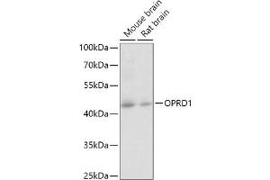 Western blot analysis of extracts of various cell lines, using OPRD1 antibody (ABIN6133674, ABIN6145040, ABIN6145042 and ABIN6224506) at 1:1000 dilution. (OPRD1 anticorps  (C-Term))