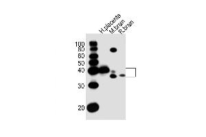 Western Blot at 1:1000 dilution Lane 1: human placenta lysates Lane 2: mouse brain lysates Lane 3: rat brain lysates Lane 4: rat brain lysates Lysates/proteins at 20 ug per lane. (JAM3 anticorps  (C-Term))