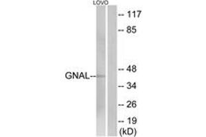 Western Blotting (WB) image for anti-Guanine Nucleotide Binding Protein, alpha Stimulating, Olfactory Type (GNAL) (AA 41-90) antibody (ABIN2890369) (GNAL anticorps  (AA 41-90))