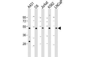 All lanes : Anti-CDC37 Antibody (Center) at 1:2000 dilution Lane 1: A431 whole cell lysate Lane 2: C6 whole cell lysate Lane 3: Jurkat whole cell lysate Lane 4: K562 whole cell lysate Lane 5: LNCaP whole cell lysate Lysates/proteins at 20 μg per lane. (CDC37 anticorps  (AA 116-144))