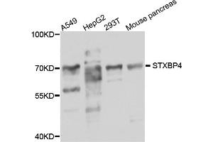 Western blot analysis of extracts of various cell lines, using STXBP4 antibody (ABIN5974546) at 1/1000 dilution. (STXBP4 anticorps)