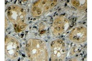 ABIN2563715 (4µg/ml) staining of paraffin embedded Human Kidney. (LRP5 anticorps  (Internal Region))