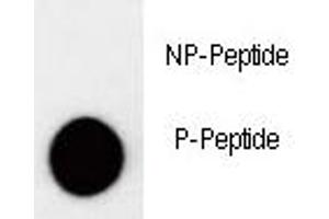 Dot blot analysis of phospho-p27Kip1 antibody. (CDKN1B anticorps  (pThr157))