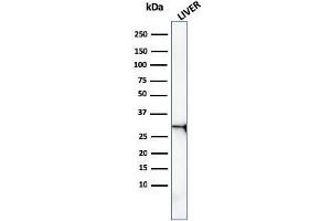 Western Blot Analysis of human liver tissue lysate using Prohibitin Mouse Monoclonal Antibody (PHB/3227). (Prohibitin anticorps  (AA 167-261))