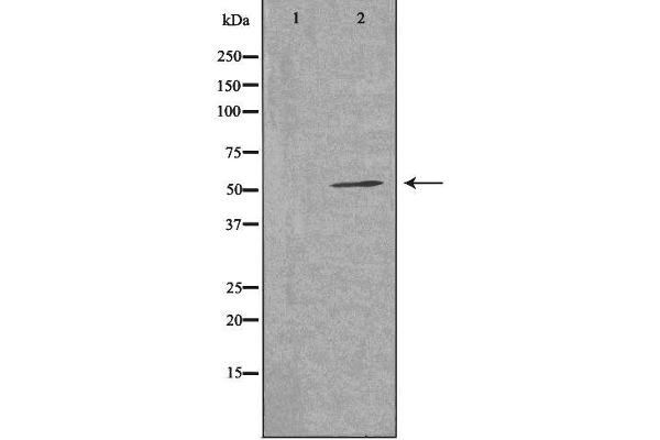 HSPBAP1 anticorps  (Internal Region)