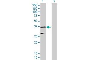 Lane 1: ELAVL1 transfected lysate ( 36. (ELAVL1 293T Cell Transient Overexpression Lysate(Denatured))