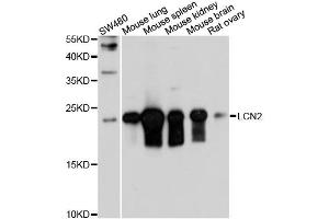 Western blot analysis of extracts of mouse testis, using LCN2 antibody (ABIN5971625) at 1/1000 dilution. (Lipocalin 2 anticorps)