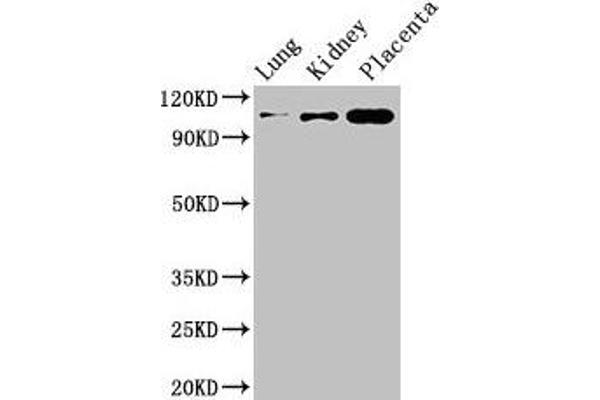 MSH4 anticorps  (AA 501-800)