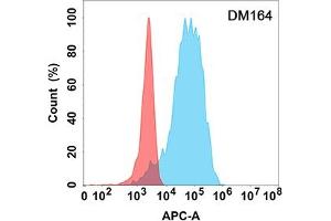 Flow cytometry analysis with Anti-CD40L (DM164) on Expi293 cells transfected with human CD40L (Blue histogram) or Expi293 transfected with irrelevant protein (Red histogram). (CD40 Ligand anticorps  (AA 99-330))