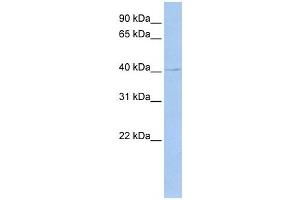 Western Blotting (WB) image for anti-TEA Domain Family Member 4 (TEAD4) antibody (ABIN2458026) (TEAD4 anticorps)