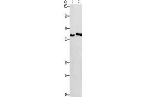 Western Blotting (WB) image for anti-Cholinergic Receptor, Nicotinic, alpha 2 (Neuronal) (CHRNA2) antibody (ABIN2432845) (CHRNA2 anticorps)