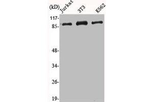 Western Blot analysis of Jurkat NIH-3T3 K562 cells using HSP90A Polyclonal Antibody (HSP9AA1 (C-Term) anticorps)