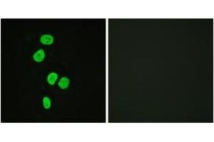 Immunofluorescence (IF) image for anti-TBC1 Domain Family, Member 4 (TBC1D4) (AA 611-660) antibody (ABIN2888647) (TBC1D4 anticorps  (AA 611-660))