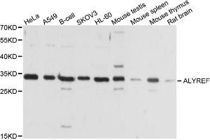 Western blot analysis of extracts of various cell lines, using ALYREF antibody (ABIN1877039) at 1:1000 dilution. (THO Complex 4 anticorps)