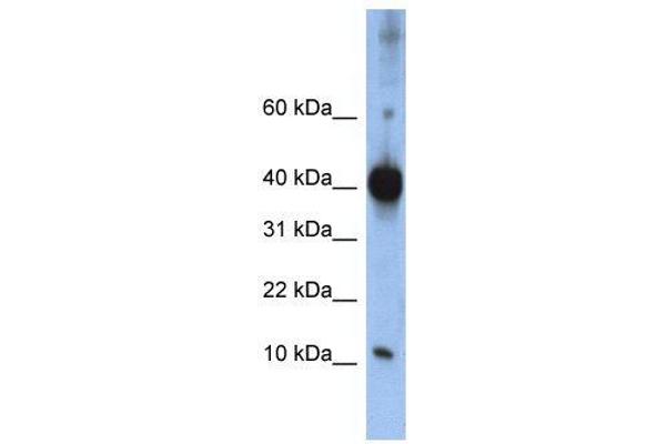 LSM4 anticorps  (Middle Region)