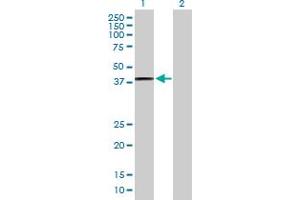 Western Blot analysis of PTGES2 expression in transfected 293T cell line by PTGES2 MaxPab polyclonal antibody. (PTGES2 anticorps  (AA 1-377))