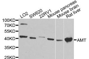 Western blot analysis of extracts of various cell lines, using AMT antibody (ABIN6003634) at 1/1000 dilution. (Aminomethyltransferase anticorps)