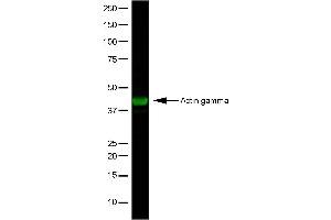 Western Blotting (WB) image for anti-Actin, gamma 1 (ACTG1) antibody (ABIN2477268) (Actin, gamma 1 anticorps)