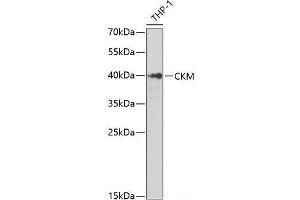 Western blot analysis of extracts of THP-1 cells using CKM Polyclonal Antibody at dilution of 1:1000. (CKM anticorps)