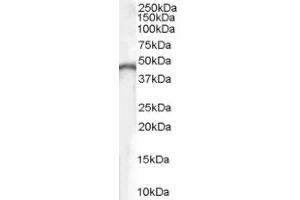 Image no. 1 for anti-Creatine Kinase, Brain (CKB) (Internal Region) antibody (ABIN374663) (CKB anticorps  (Internal Region))