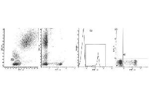 Image no. 1 for anti-CD8 (CD8) antibody (FITC) (ABIN1106577) (CD8 anticorps  (FITC))