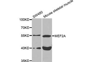 Western blot analysis of extracts of various cell lines, using MEF2A antibody (ABIN5975855) at 1/1000 dilution. (MEF2A anticorps)