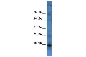 Western Blot showing TMEM141 antibody used at a concentration of 1 ug/ml against Fetal Liver Lysate (TMEM141 anticorps  (C-Term))