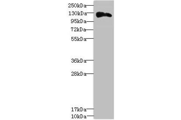 Anillin anticorps  (AA 845-1124)