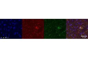 Immunohistochemistry (IHC) image for anti-Aquaporin 4 (AQP4) antibody (ABIN7456316) (Aquaporin 4 anticorps)