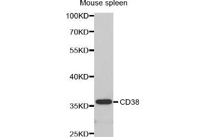 Western Blotting (WB) image for anti-CD38 antibody (ABIN1871623) (CD38 anticorps)