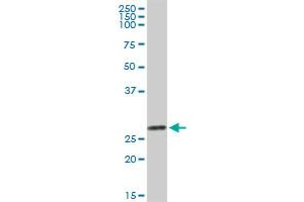 Galectin 3 anticorps  (AA 1-250)