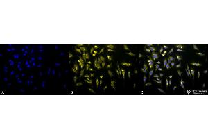 Immunocytochemistry/Immunofluorescence analysis using Rabbit Anti-KDEL Polyclonal Antibody . (KDEL anticorps  (Atto 488))