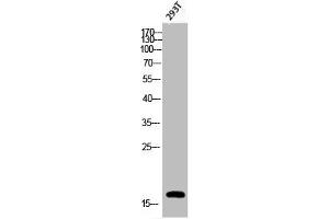 Western Blot analysis of 293T cells using Phospho-Histone H3 (S28) Polyclonal Antibody (HIST1H3A/HIST2H3A/H3F3A (pSer28) anticorps)