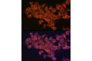 Immunofluorescence analysis of HeLa cells using NDUF Rabbit mAb (ABIN1681278, ABIN3018403, ABIN3018404 and ABIN7101607) at dilution of 1:100 (40x lens). (NDUFAF1 anticorps)