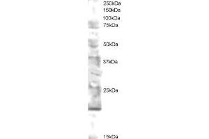 Western Blotting (WB) image for anti-Ubiquitin-Conjugating Enzyme E2 Variant 2 (UBE2V2) (N-Term) antibody (ABIN2465951) (UBE2V2 anticorps  (N-Term))