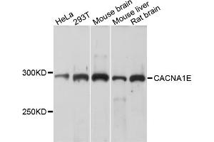 Western blot analysis of extracts of various cell lines, using CACNA1E antibody (ABIN4903099) at 1:1000 dilution. (CACNA1E anticorps)