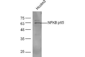 NF-kB p65 anticorps  (AA 51-100)