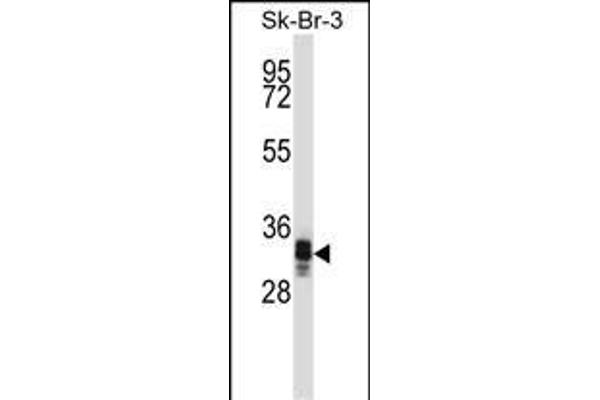 UBXN10 anticorps  (AA 157-185)