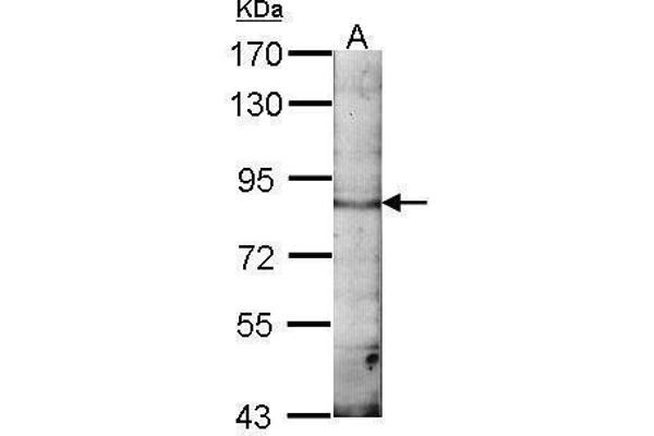 EML1 anticorps  (C-Term)