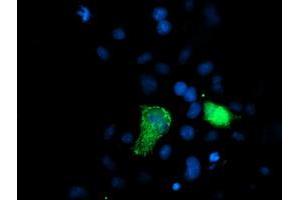 Anti-XPNPEP3 mouse monoclonal antibody (ABIN2454891) immunofluorescent staining of COS7 cells transiently transfected by pCMV6-ENTRY XPNPEP3 (RC200888). (XPNPEP3 anticorps)